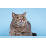 Шотландец Митенька в добрые руки.