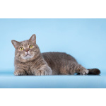 Шотландец Митенька в добрые руки.