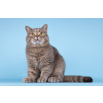 Шотландец Митенька в добрые руки.