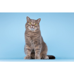 Шотландец Митенька в добрые руки.