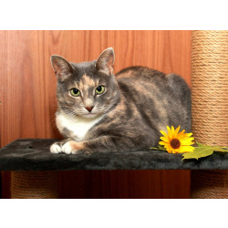 Мелисса, яркая трехцветка. Кошка в добрые руки.