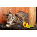 Мелисса, яркая трехцветка. Кошка в добрые руки.