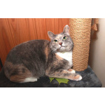 Мелисса, яркая трехцветка. Кошка в добрые руки.