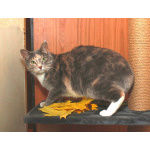 Мелисса, яркая трехцветка. Кошка в добрые руки.