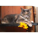 Мелисса, яркая трехцветка. Кошка в добрые руки.