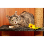 Мелисса, яркая трехцветка. Кошка в добрые руки.