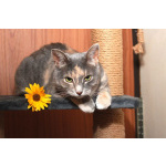 Мелисса, яркая трехцветка. Кошка в добрые руки.