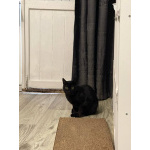 Черничка ищет дом