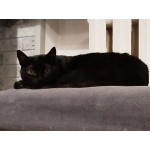 Черничка ищет дом