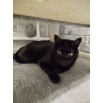 Черничка ищет дом