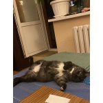 Кошка Варя ищет дом