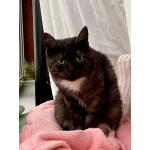 Кошка Варя ищет дом