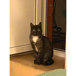 Кошка Варя ищет дом