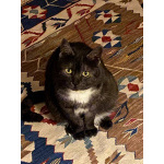 Кошка Варя ищет дом