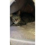 Честер ищет дом