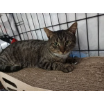 Честер ищет дом