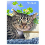 Честер ищет дом