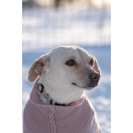 Небольшая собачка Луна ищет дом!