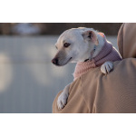 Небольшая собачка Луна ищет дом!