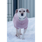 Небольшая собачка Луна ищет дом!