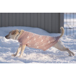 Небольшая собачка Луна ищет дом!