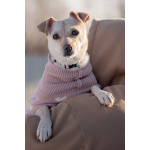 Небольшая собачка Луна ищет дом!