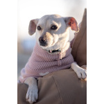 Небольшая собачка Луна ищет дом!