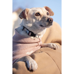 Небольшая собачка Луна ищет дом!