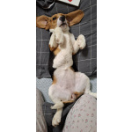 Продам щенка