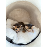 Бенгальская кошечка