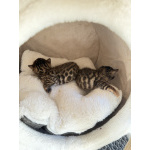 Бенгальская кошечка