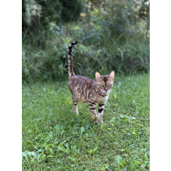 Бенгальская кошечка