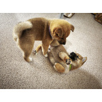 Сиба-Самурай