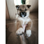 Сиба-Самурай