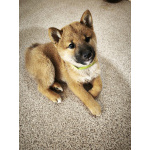 Сиба-Самурай