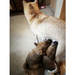 Сиба-Самурай