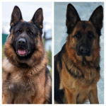 Щенки немецкой овчарки