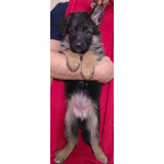 Щенки немецкой овчарки