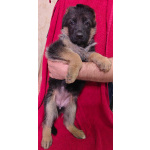 Щенки немецкой овчарки