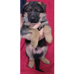 Щенки немецкой овчарки