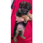 Щенки немецкой овчарки