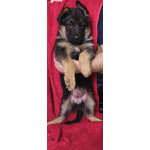 Щенки немецкой овчарки