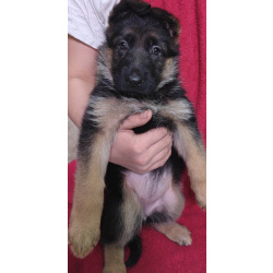 Щенки немецкой овчарки