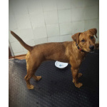 Метис ягдтерьера и питбультерьера, молодая собака.