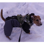 Метис ягдтерьера и питбультерьера, молодая собака.