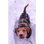 Метис ягдтерьера и питбультерьера, молодая собака.