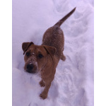 Метис ягдтерьера и питбультерьера, молодая собака.