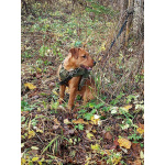 Метис ягдтерьера и питбультерьера, молодая собака.