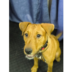 Метис ягдтерьера и питбультерьера, молодая собака.