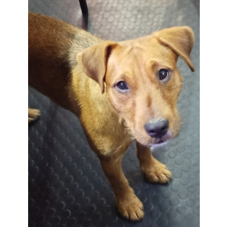 Метис ягдтерьера и питбультерьера, молодая собака.